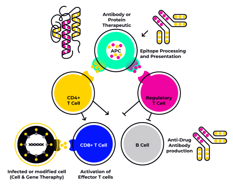 immunogenicity